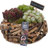 PTS7441 Arrangement Sempervivum in wooden box