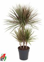 Dracaena Bicolor 45-carrousel