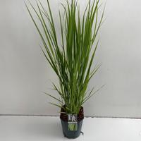Panicum virg. Northwind