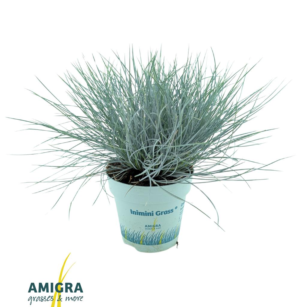 Picture of Festuca glauca CompactA Blue® P10.5