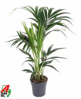Howea forsteriana (Kentia) 4 PP