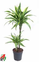 Dracaena Lemon Lime 45-15