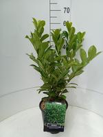 Prunus l. Rotundifolia