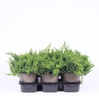 Juniperus proc. Nana