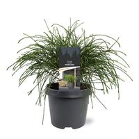 Thuja pl. Whipcord