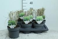 Panicum virg. Thundercloud