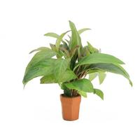Nomaphila siamensis BUNDEL 5cm Tray 10 × 40 £ 1.55 (Tray) £ 1.52 Shelf £ 1.51 Trolley Tray £ 1.55 × 10 (0.4%)