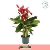 Anthurium Melodia