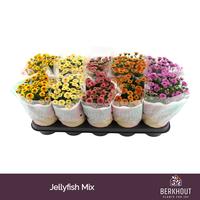 Chrysant Jellyfish gemengd