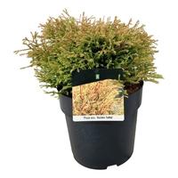 Thuja occ. Golden Tuffet