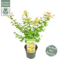 Acer pal. Little Princess