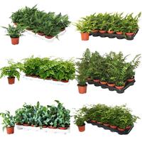 Ferns OUTDOOR 4-5 varieties per shelf