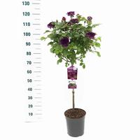 Rosa Minerva- CAT 3