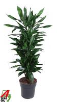 Dracaena Janet Lind branched