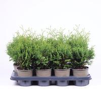 Thuja occidentalis Holmstrup