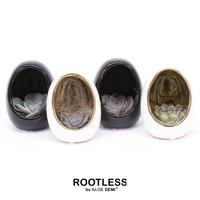 Echeveria ROOTLESS Egg Colour gold