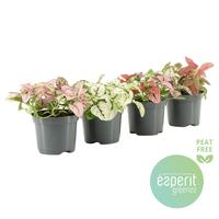 Hypoestes phyllostachya in varieties