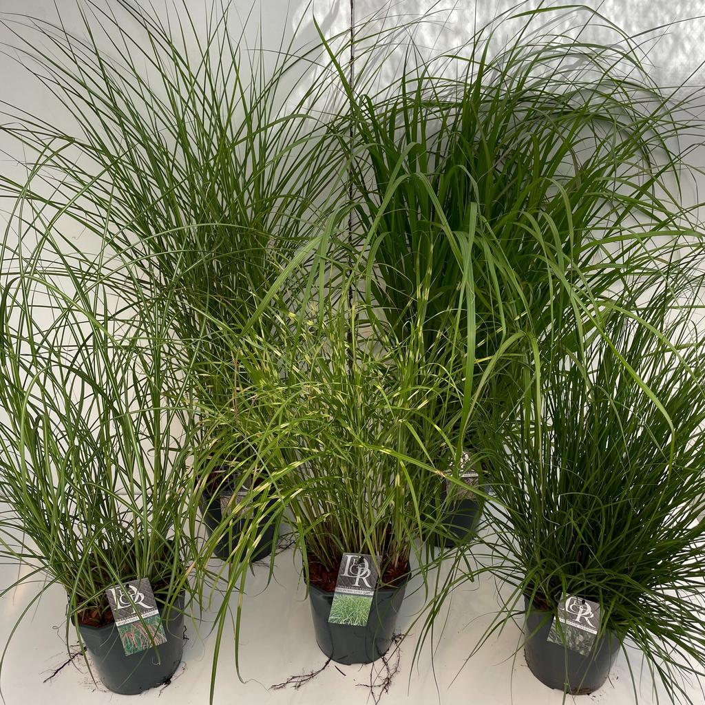 Picture of Grasses in varieties exclusive P23 (5 Ltr) SQUARE