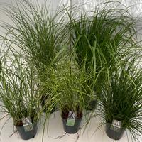Grasses in varieties (exclusive)