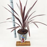 Cordyline obt. Superstar