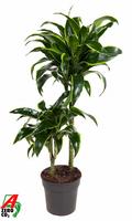 Dracaena Dorado 45-15