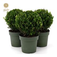 Ilex cr. Jenny