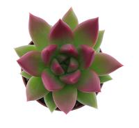 Echeveria Miranda tips bordeaux red