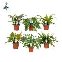 Ferns in varieties ASP (INDOOR)