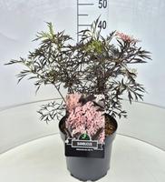 Sambucus nigra Black Lace