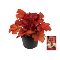 Heuchera Indian Summer Red
