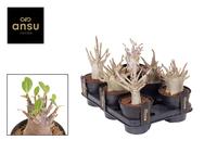 Adenium Ansu Baobab