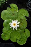 Nymphaea Marliacea Albida