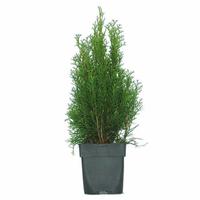 Thuja occ. Golden Smaragd