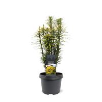 Cephalotaxus harr. korean Gold