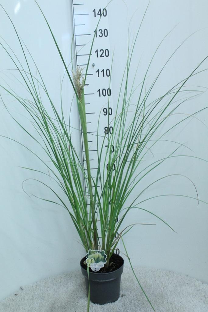 Image de Cortaderia selloana Pumila P23 (5 Ltr)