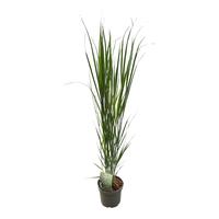 Panicum virg. Northwind