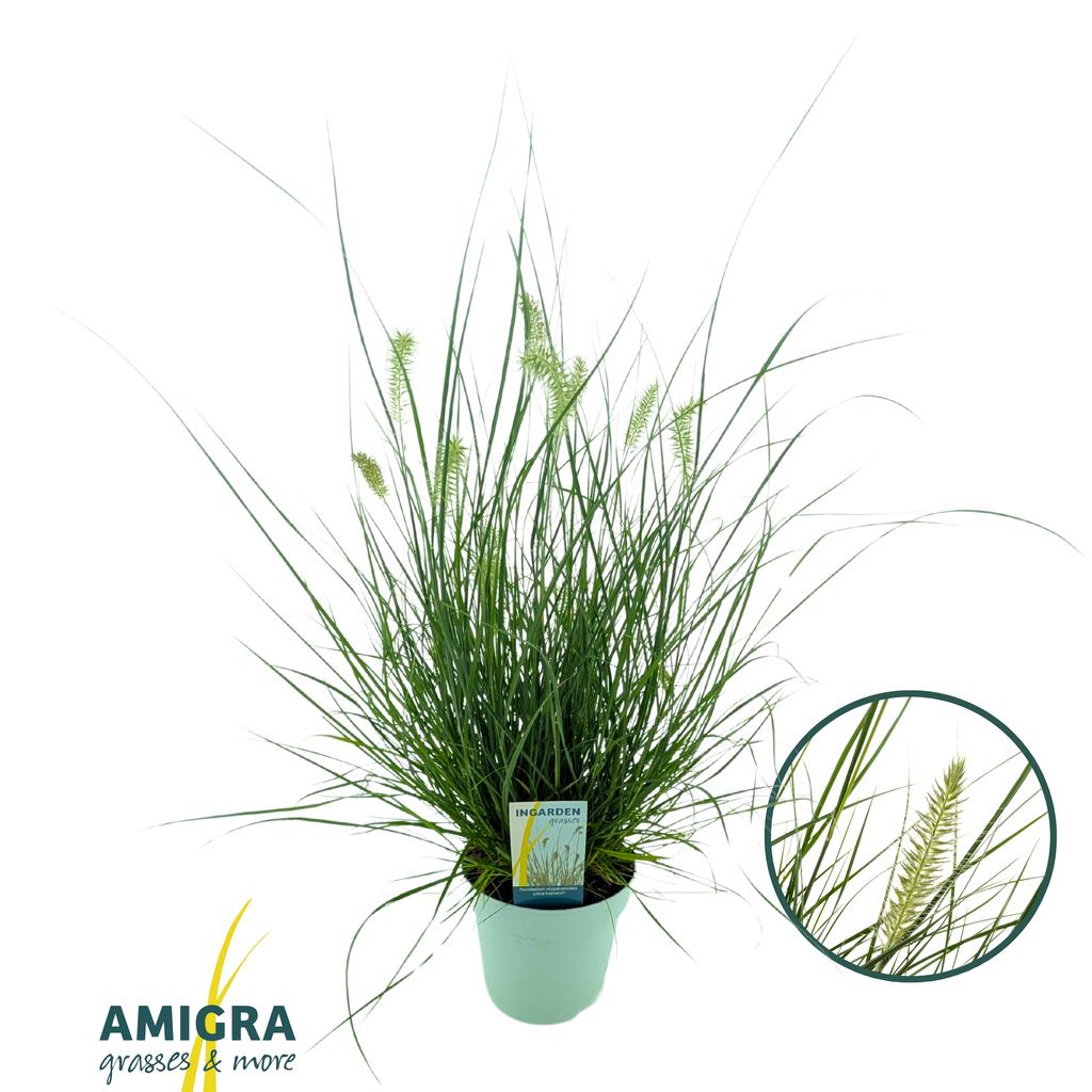 Picture of Pennisetum alopecuroides Little Hameln® P17 (2 Ltr)