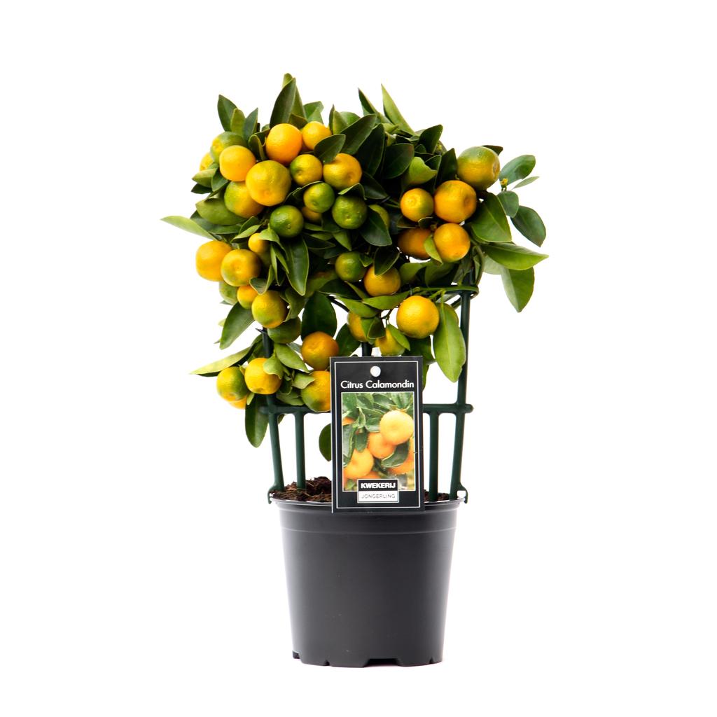 Picture of Citrus Calamondin P12 30CM