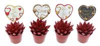 Echeveria miranda red glitter + love label