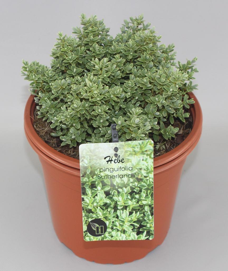 Picture of Hebe pinguifolia Sutherlandii P23 (5 Ltr)