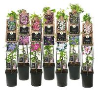 Clematis hybride in varieties