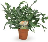 Phlebodium Blue Star (INDOOR)