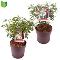 Choisya ternata in varieties