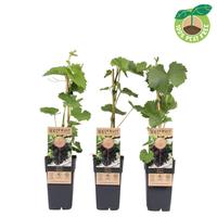 Vitis vin. Vanessa (seedless)