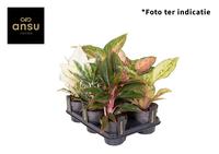 Aglaonema in 6 varieties