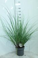 Cortaderia selloana