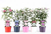 Hibiscus in varieties