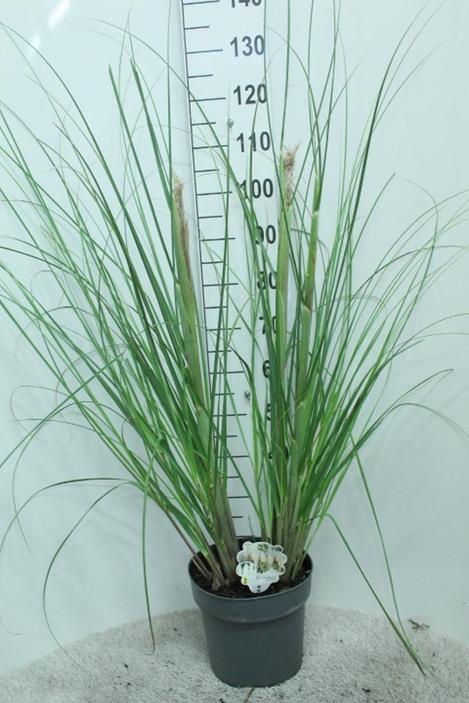 Picture of Cortaderia selloana Junior P29 (10 Ltr)