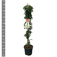 Malus dom. McIntosch (Columnar)