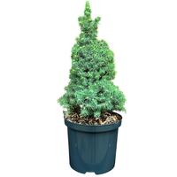 Picea glauca Sun on the Sky PBR